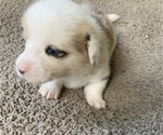 Small Photo #10 American Corgi Puppy For Sale in BRANDON, FL, USA