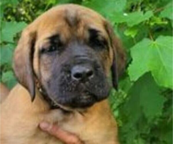 Medium Photo #1 Mastiff Puppy For Sale in DELAVAN, WI, USA