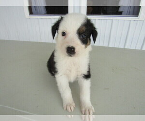 Texas Heeler Puppy for sale in PIQUA, OH, USA