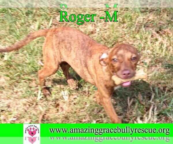 Medium Photo #8 Mutt Puppy For Sale in Pensacola, FL, USA