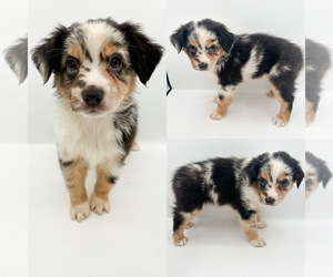 Miniature Australian Shepherd Puppy for sale in BROOKER, FL, USA