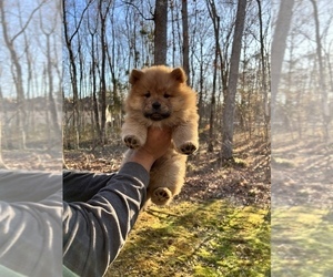 Medium Chow Chow