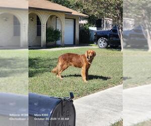 Labrador Retriever-Unknown Mix Dogs for adoption in San Antonio, TX, USA