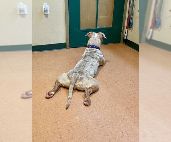 Medium Photo #3 American Pit Bull Terrier-Unknown Mix Puppy For Sale in Chandler, AZ, USA