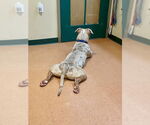 Small #2 American Pit Bull Terrier Mix