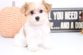 Morkie Puppy for sale in NAPLES, FL, USA