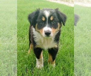 Australian Shepherd Puppy for sale in TAYLOR, TX, USA