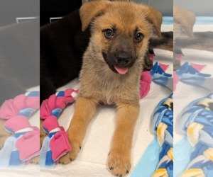 Mutt Dogs for adoption in Holly Springs, NC, USA