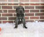 Small Photo #5 Great Dane Puppy For Sale in GOSHEN, IN, USA