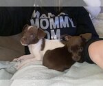 Small #2 Chihuahua Mix