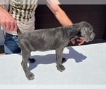 Small Photo #13 Cane Corso Puppy For Sale in RANCHO PALOS VERDES, CA, USA