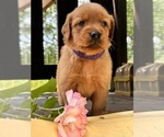 Small Photo #7 Golden Retriever Puppy For Sale in AMITY, AR, USA