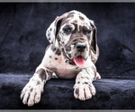 Puppy Peter Great Dane