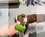 Small Photo #3 American Staffordshire Terrier-Unknown Mix Puppy For Sale in Pierceton , IN, USA