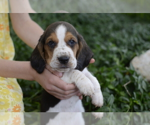 Basset Hound Litter for sale in CUMMING, GA, USA