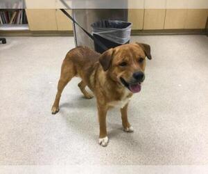 Labrador Retriever-Unknown Mix Dogs for adoption in Riverside, CA, USA