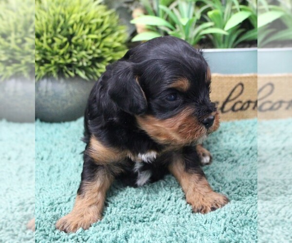 Medium Photo #2 Cavapoo (Miniature) Puppy For Sale in CARLISLE, KY, USA