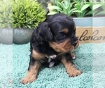 Small #1 Cavapoo (Miniature)
