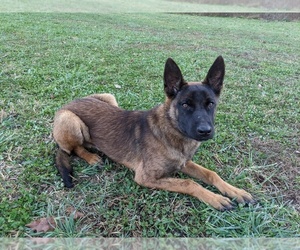 Belgian Malinois Puppy for sale in NEOSHO, MO, USA