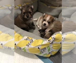 Pomeranian Puppy for sale in PELHAM, NH, USA