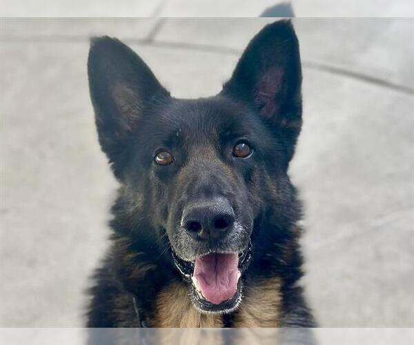Medium Photo #2 German Shepherd Dog Puppy For Sale in Martinez, CA, USA