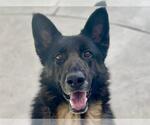 Small #1 German Shepherd Dog