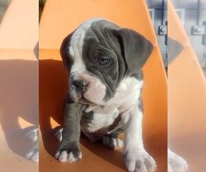 Olde Bulldog Puppy for sale in SAN ANGELO, TX, USA
