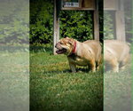 Small #10 French Bulldog Mix