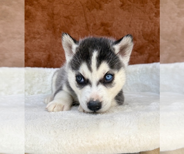 Medium Photo #7 Siberian Husky Puppy For Sale in OCALA, FL, USA