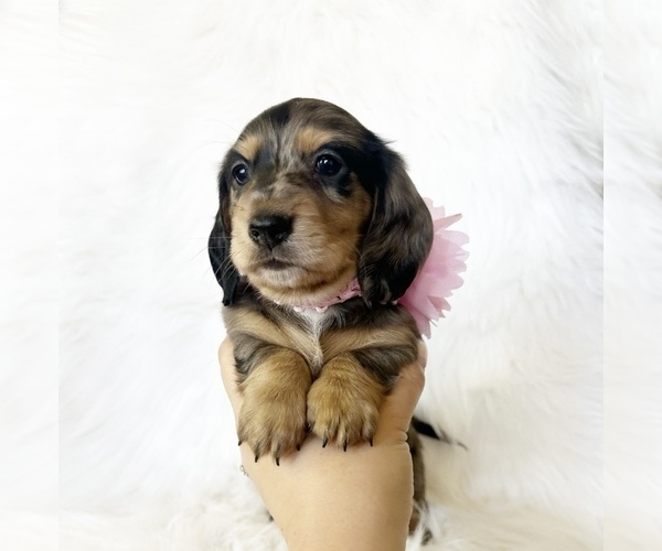 Medium Photo #5 Dachshund Puppy For Sale in DAVIS, CA, USA