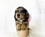 Small #4 Dachshund