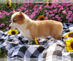 Small Photo #8 Pembroke Welsh Corgi Puppy For Sale in SPRINGFIELD, MO, USA