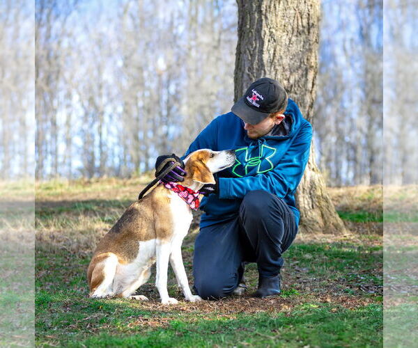 Medium Photo #3 Mutt Puppy For Sale in Unionville, PA, USA