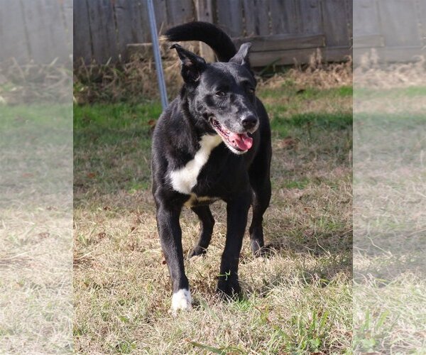 Medium Photo #1 Mutt Puppy For Sale in Jackson, MS, USA