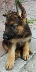 German Shepherd Dog Puppy for sale in YORKTOWN, VA, USA