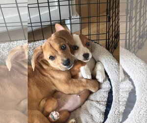 Bulldog-Unknown Mix Dogs for adoption in Denver , CO, USA