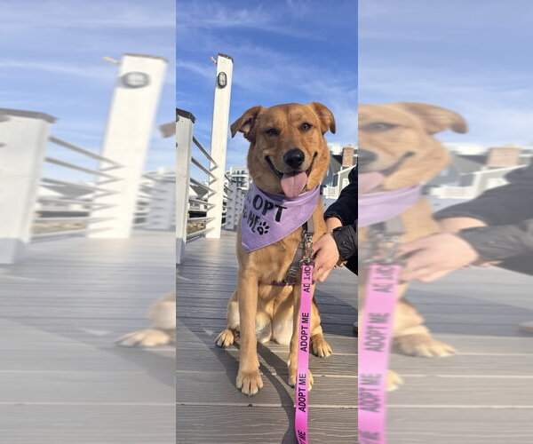 Medium Photo #7 Golden Labrador Puppy For Sale in Brewster, NY, USA