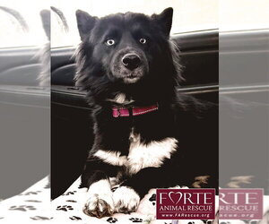 Border Collie-Siberian Husky Mix Dogs for adoption in Marina del Rey, CA, USA