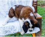 Small #5 Saint Bernard