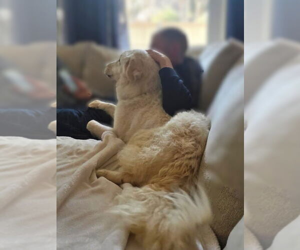 Medium Photo #11 Great Pyrenees-Maremma Sheepdog Mix Puppy For Sale in Dallas, TX, USA