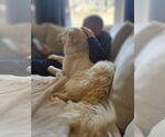 Small #10 Great Pyrenees-Maremma Sheepdog Mix