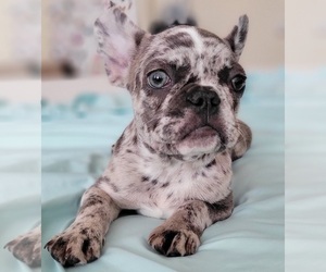 Medium French Bulldog