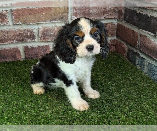 Medium Photo #11 Cavalier King Charles Spaniel Puppy For Sale in MOBERLY, MO, USA