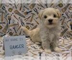 Small Photo #44 Maltipoo (Miniature) Puppy For Sale in BROOKFIELD, MO, USA