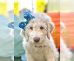 Small Photo #7 Goldendoodle-Poodle (Standard) Mix Puppy For Sale in CITRUS HEIGHTS, CA, USA