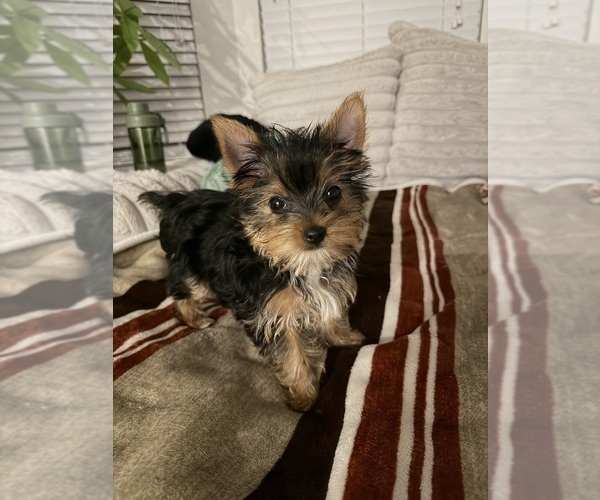 Medium Photo #1 Yorkshire Terrier Puppy For Sale in ROCKWALL, TX, USA