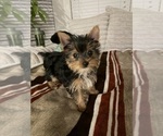 Small Yorkshire Terrier