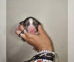 Small #25 Aussalier