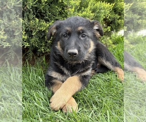 German Shepherd Dog Puppy for sale in MIDDLEBURY, IN, USA