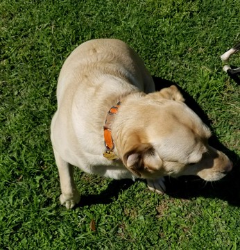 Medium Photo #4 Labrador Retriever Puppy For Sale in GRAY, LA, USA